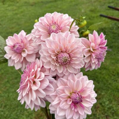 Florelie Antique