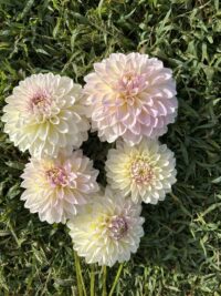 Florelie Grace