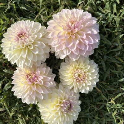 Florelie Grace