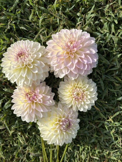 Florelie Grace