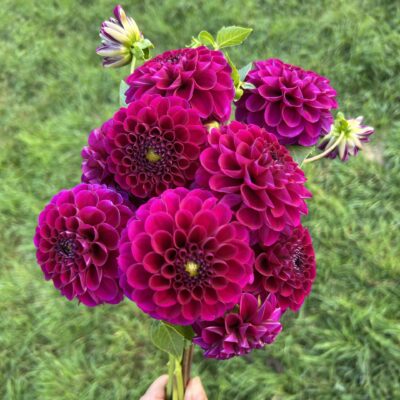 Burgundy Ball