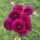 Burgundy Ball