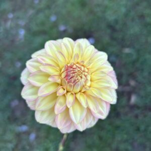 Bracken Glenda