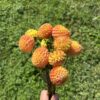Apricot Willo