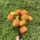 Apricot Willo