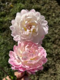 Kelgai Anne
