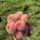 Salmon Joy
