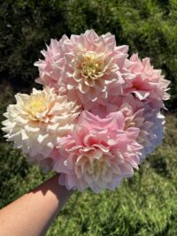 Cerise Rosebud