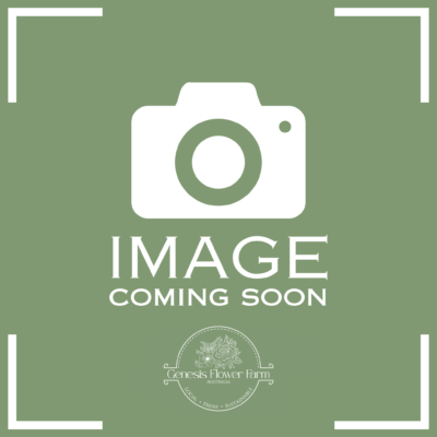 Image Comming Soon Florelie Dandelion