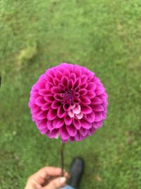 Genesis Berry Blush