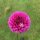 Genesis Berry Blush