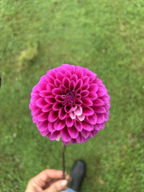 Genesis Berry Blush
