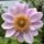 Pollinators pack