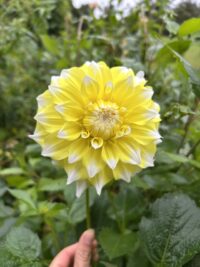 Lemon Snow