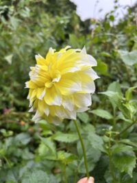 Lemon Snow