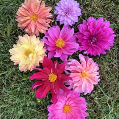 Pollinators pack