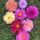Pollinators pack