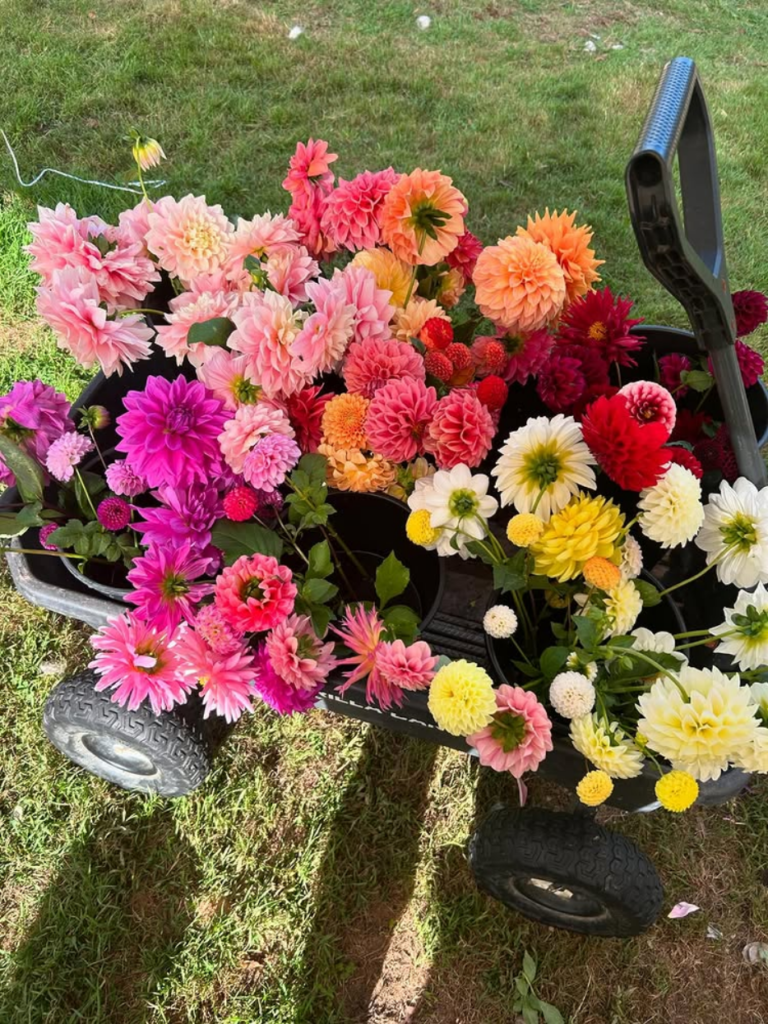Dahlia Tubers