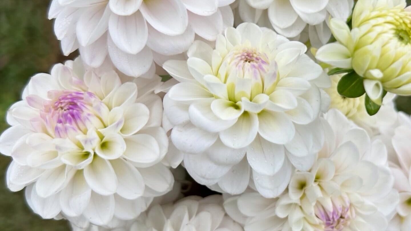 Dahlia Tubers