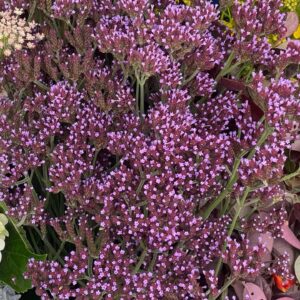 Purple Tops