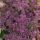 Purple Tops