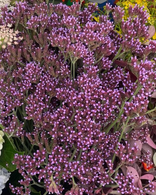 Purple Tops