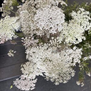 Queen Anne’s Lace