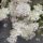 Queen Anne’s Lace