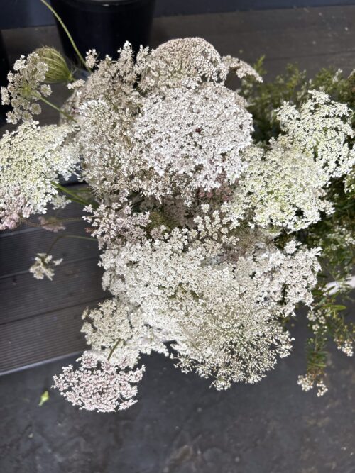 Queen Anne’s Lace