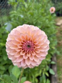 Seedling seed mix