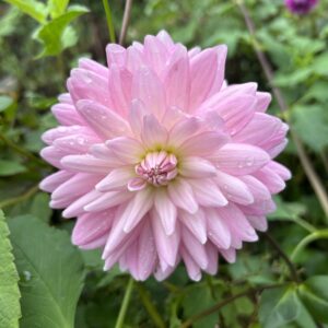 Seed of Kismet