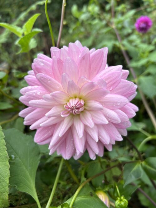 Seed of Kismet