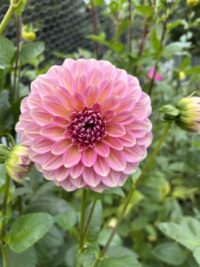 Seedling seed mix