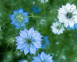 Nigella