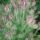 Nigella
