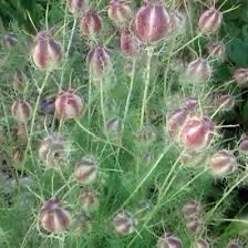 Nigella