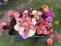 Seed Mixed dahlia