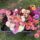Seed Mixed dahlia