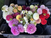 Seed Mixed dahlia