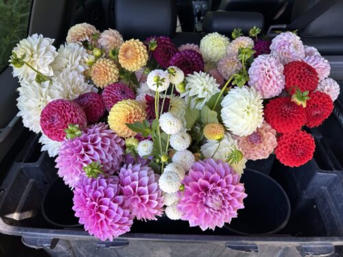 Seed – Dahlia Mix