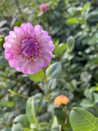 Seedling seed mix
