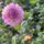 Seedling seed mix