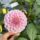 Seedling seed mix