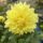 Pollinators pack