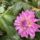 Pollinators pack