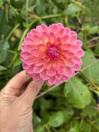 Pink Suffusion