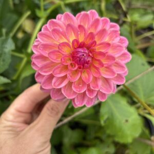 Pink Suffusion