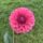 Seedling seed mix