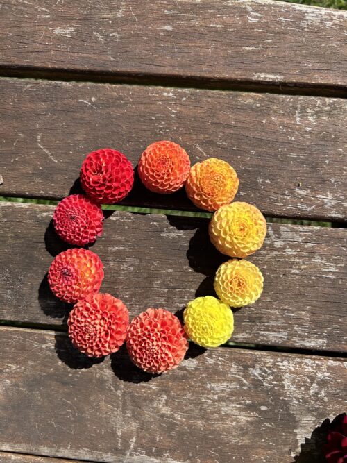 Seed - Dahlia Pom Mix