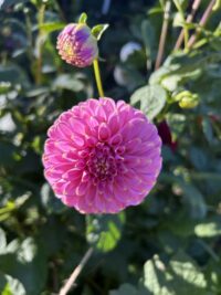 Seed of Florelie Oracle